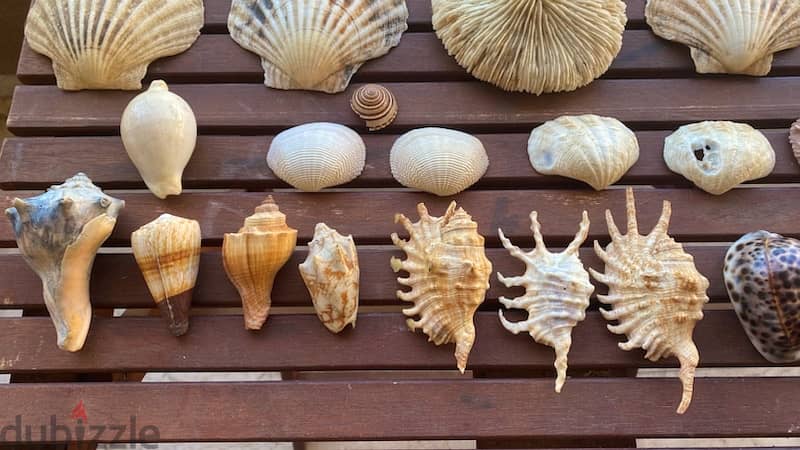Sea Shells صدف بحر 2