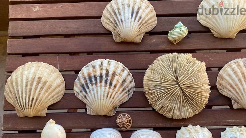 Sea Shells صدف بحر 3