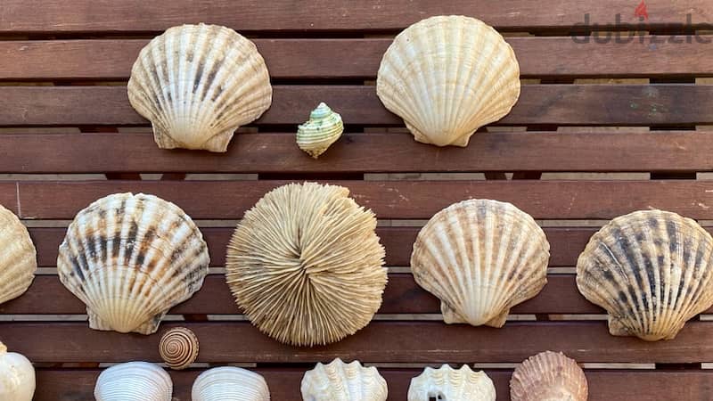 Sea Shells صدف بحر 4