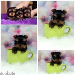 Yorkshire puppies Micro toy size