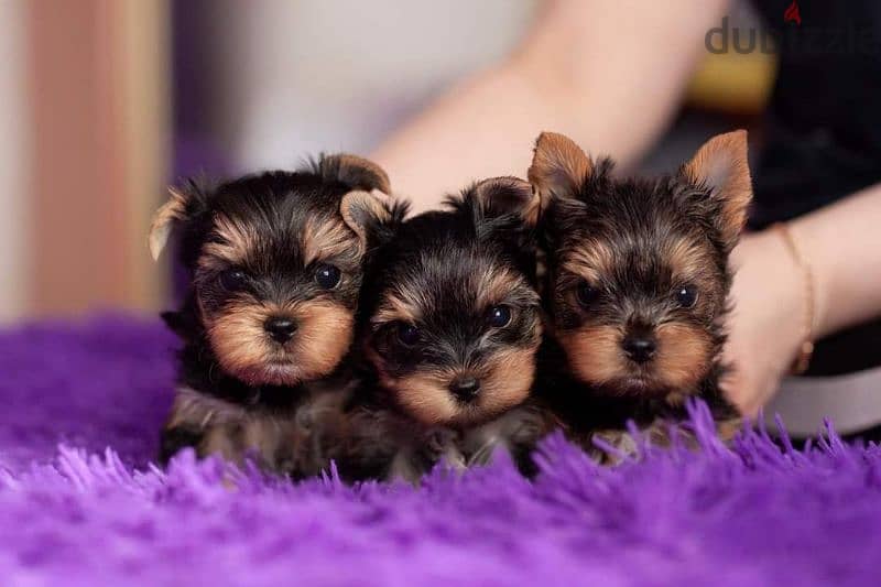 Yorkshire puppies Micro toy size 1