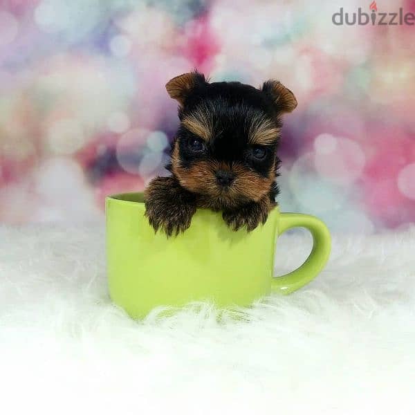 Yorkshire puppies Micro toy size 2