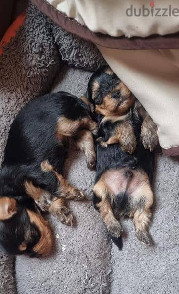 Yorkshire puppies Micro toy size 5