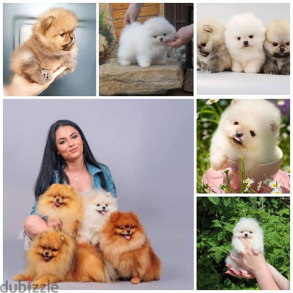 All kind of pomeranian 500$ to 7000$ 0