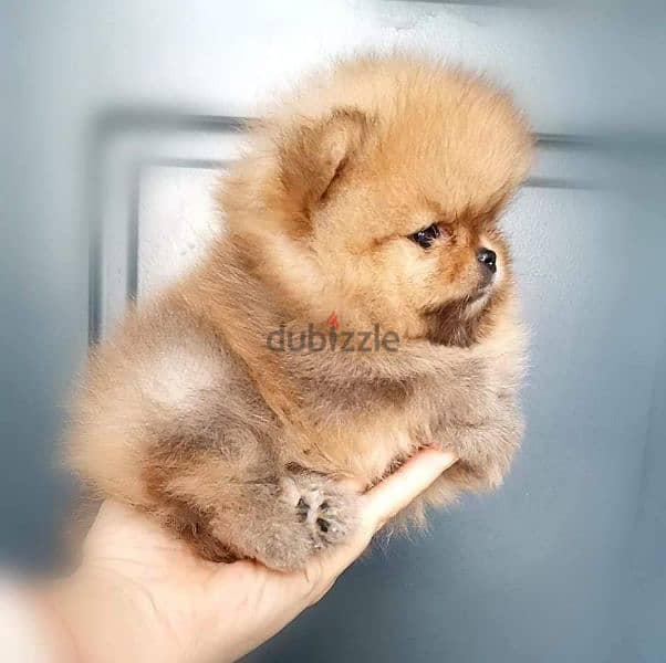 All kind of pomeranian 500$ to 7000$ 1