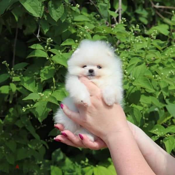 All kind of pomeranian 500$ to 7000$ 2