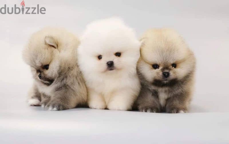 All kind of pomeranian 500$ to 7000$ 4
