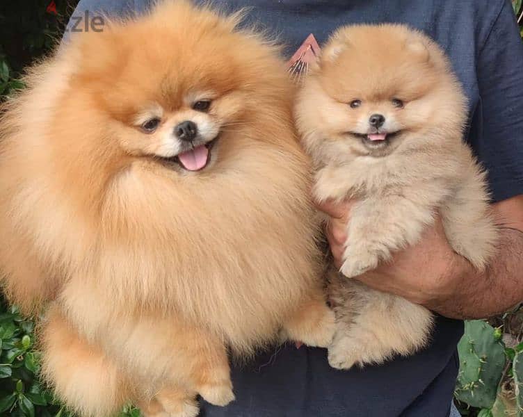 All kind of pomeranian 500$ to 7000$ 6