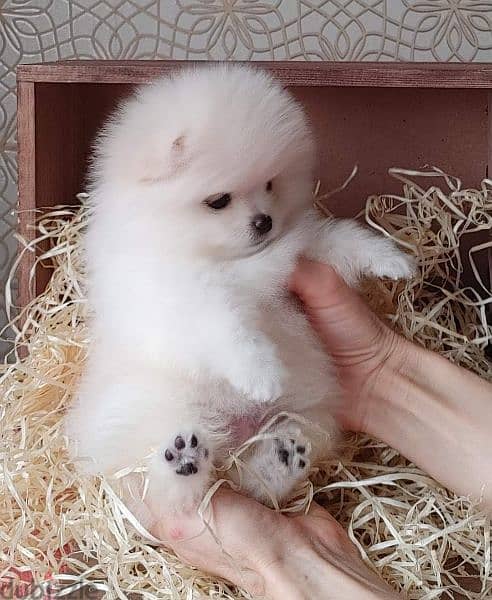 All kind of pomeranian 500$ to 7000$ 8