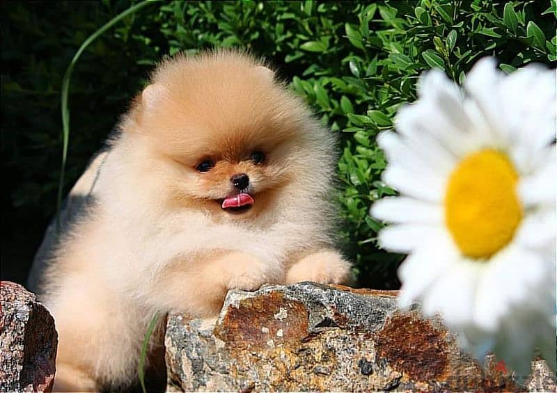 All kind of pomeranian 500$ to 7000$ 9