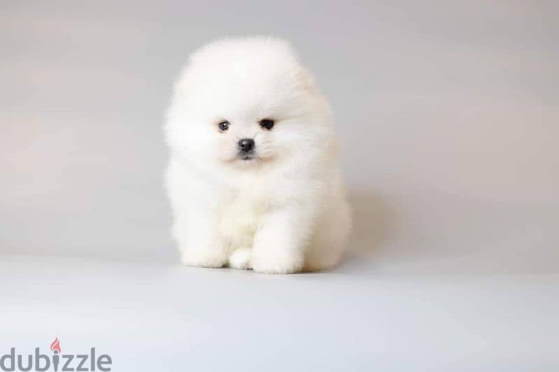 All kind of pomeranian 500$ to 7000$ 11