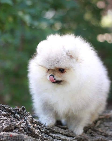All kind of pomeranian 500$ to 7000$ 13