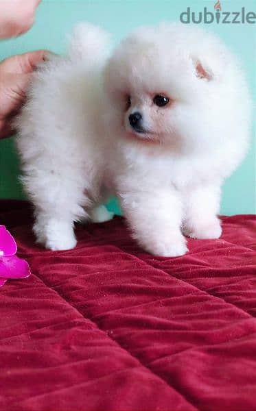 All kind of pomeranian 500$ to 7000$ 15