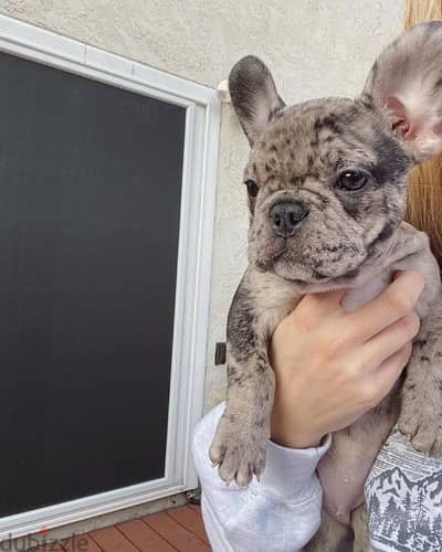 Merle French Bulldog Available Puppies dog