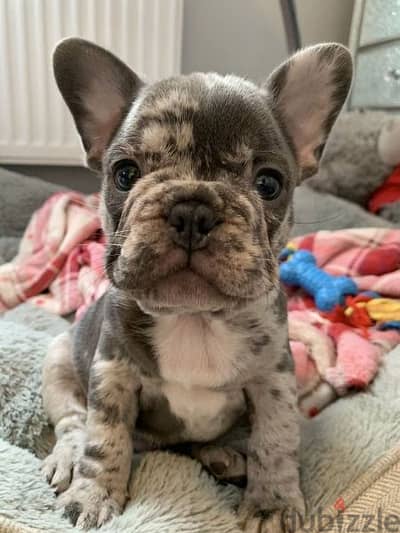 French bulldog Merle Imported Puppies dog كلاب