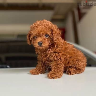 Toy Poodle Brown imported