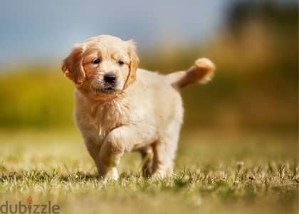 golden retriever