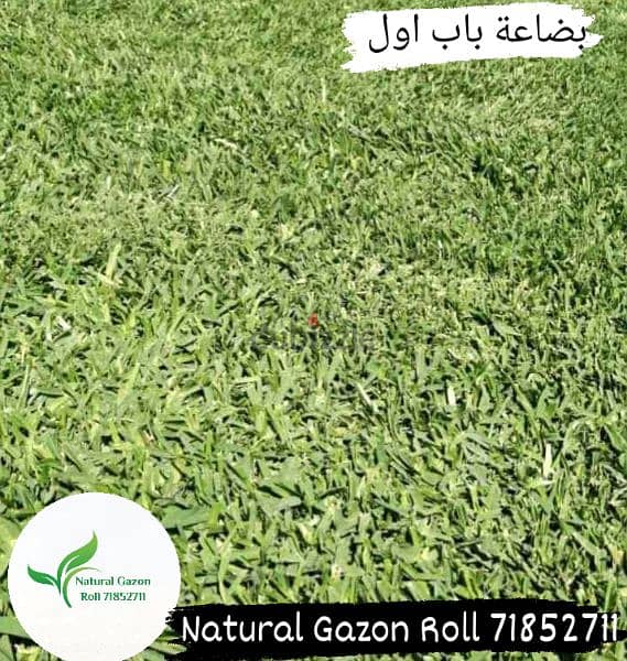 Natural Gazon Roll 2
