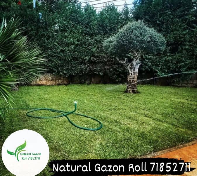Natural Gazon Roll 7