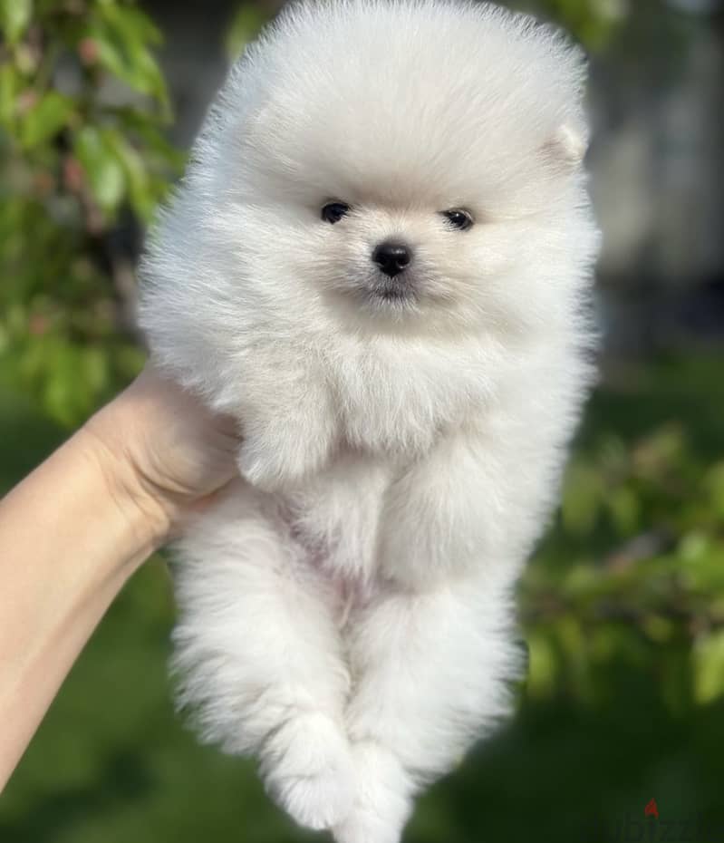 POMERANIAN DOGS teacup AND MORE size SPECIAL OFFERS 1
