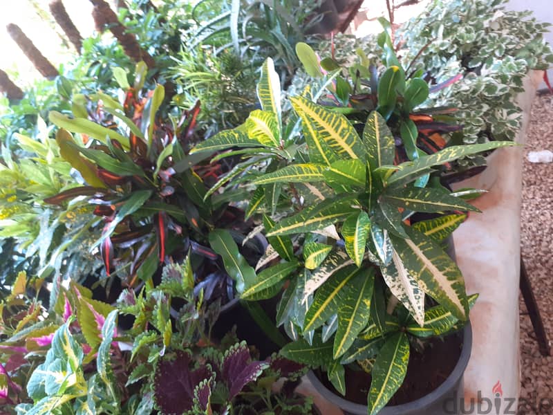 Croton نبات الكروتون 1