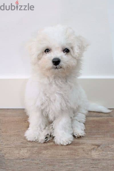 Bichon