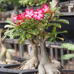 Desert Rose bonsai 0
