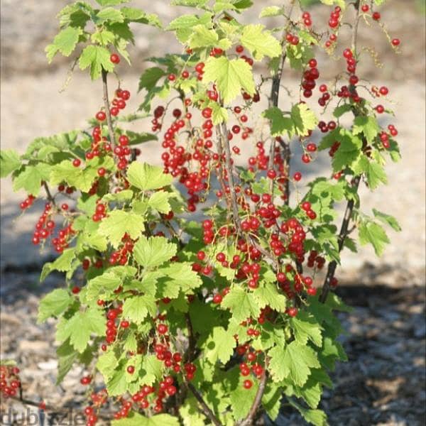 Big Italian Red currant berry/ red ribes 2