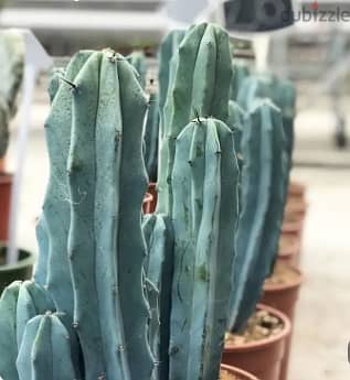 Blue cactus 1