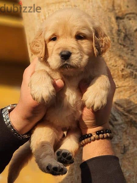 Golden retriever. 2