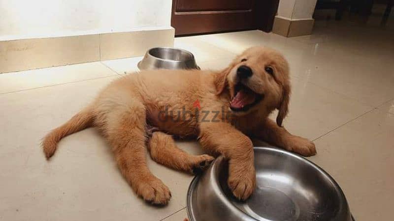 Golden retriever. 3