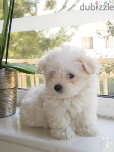 Bichon White Puppies - dog كلاب