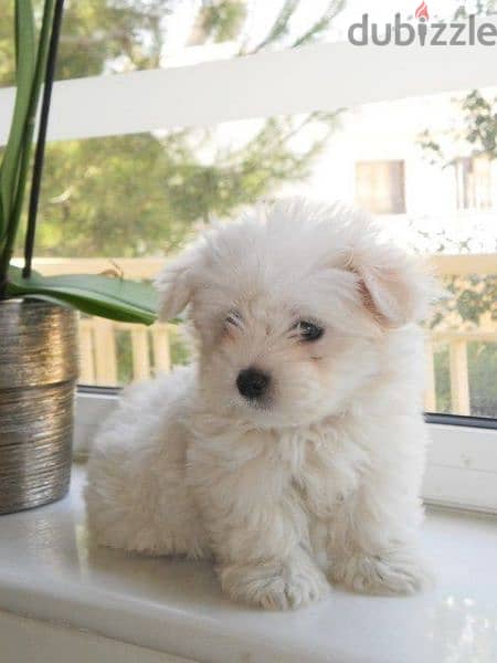 Bichon White Puppies - dog كلاب 0