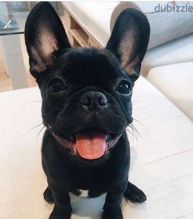 French Bulldog Black SMARTEST