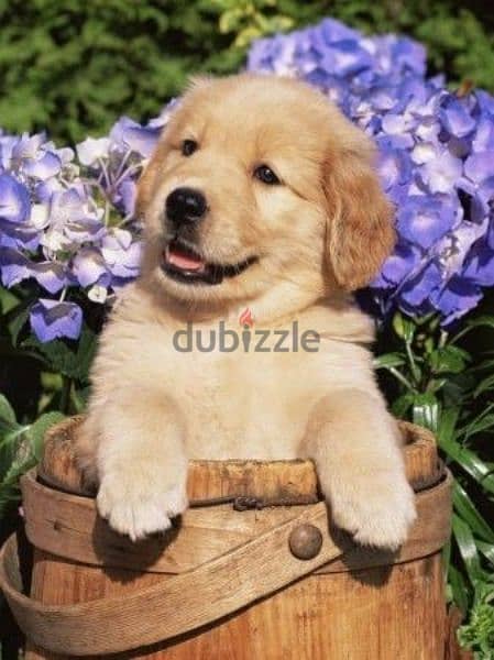 Golden Retriever Puppies 0