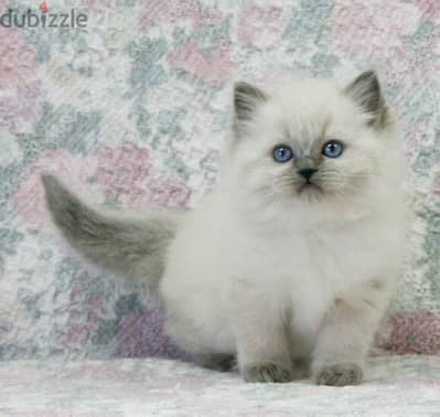 himalayan Kitten BEAUTYY