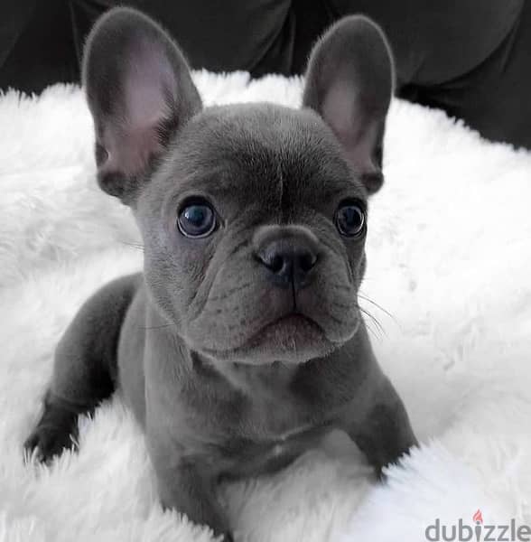 French Bulldog Blue Imported Delivery 0