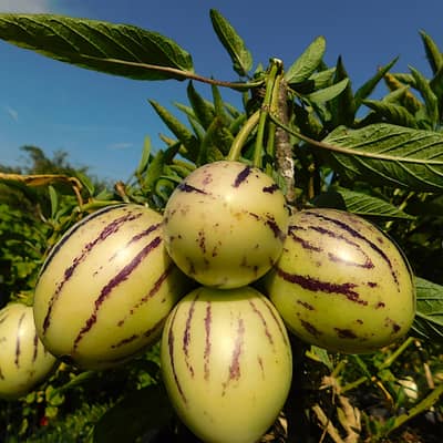 Italian pepino