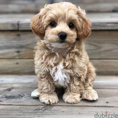 Maltipoo