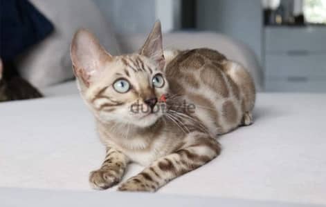 Bengal Kitten Snow Imported