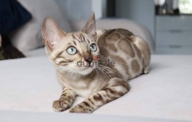 Bengal Kitten Snow Imported 0