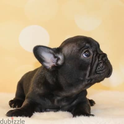 Black French Bulldog