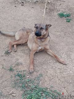 vaccinated malinois for adoption