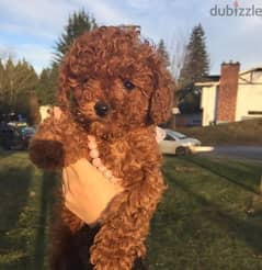 Toy Poodle Red 0
