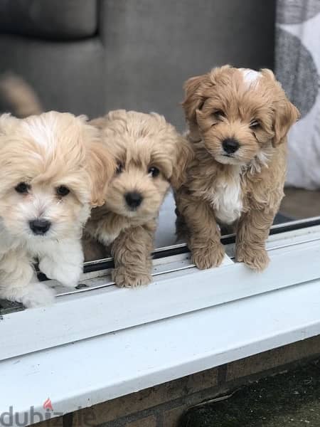 Imported Maltipoo Gold SMALL 0