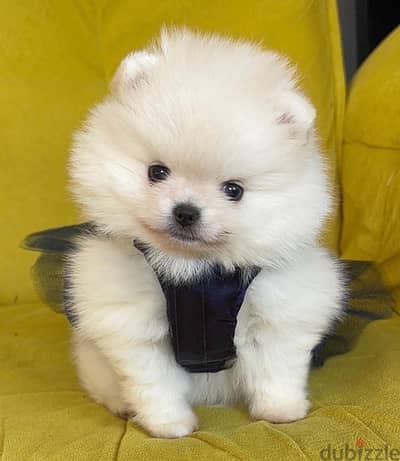 Imported Teacup Pomeranian white