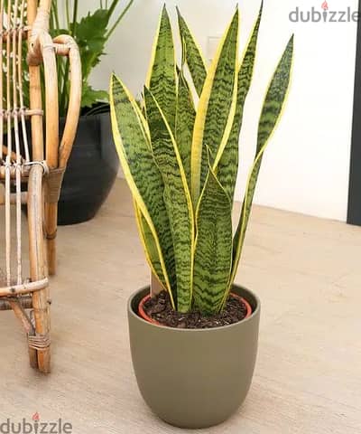 Sansevieria جلد النمر