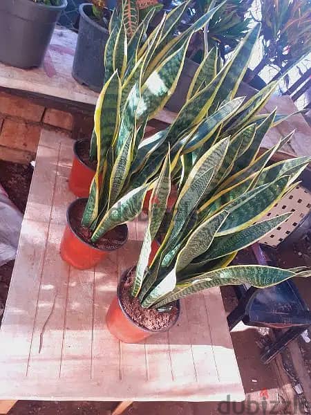 Sansevieria جلد النمر 1