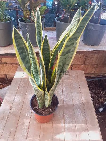 Sansevieria جلد النمر 2