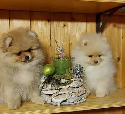 pomeranian teacup boo